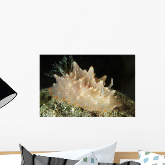 Halgerda Batangas Orange Spotted Wall Decal