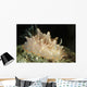 Halgerda Batangas Orange Spotted Wall Decal