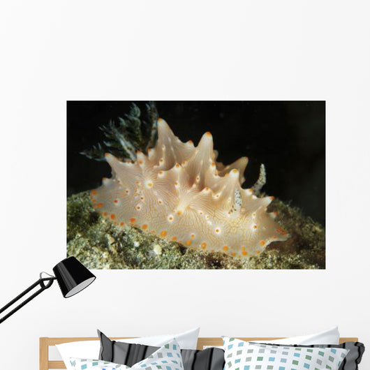 Halgerda Batangas Orange Spotted Wall Decal