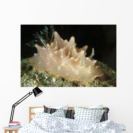 Halgerda Batangas Orange Spotted Wall Decal