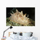 Halgerda Batangas Orange Spotted Wall Decal