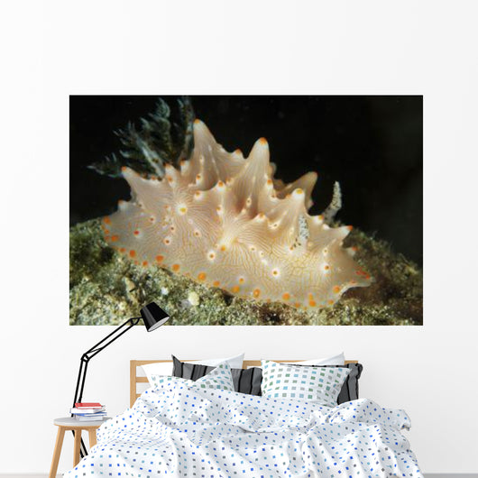 Halgerda Batangas Orange Spotted Wall Decal