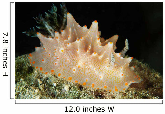 Halgerda Batangas Orange Spotted Wall Decal