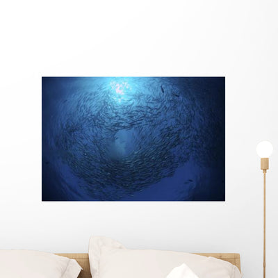 Circling School Jacks Trevally Wall Decal Design 6 shown on a wall