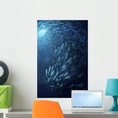 Circling School Jacks Trevally Wall Decal Design 5 shown on a wall