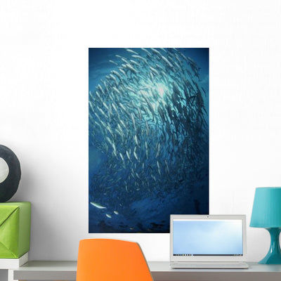 Circling School Jacks Trevally Wall Decal Design 4 shown on a wall