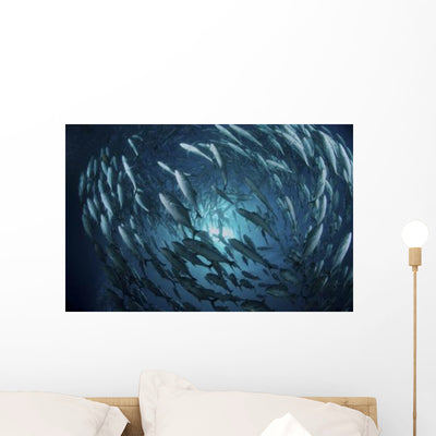 Circling School Jacks Trevally Wall Decal Design 3 shown on a wall