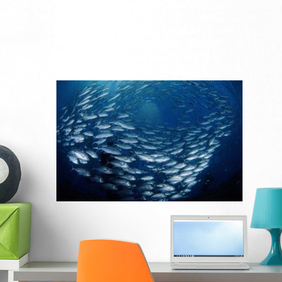 Circling School Jacks Trevally Wall Decal Design 2 shown on a wall