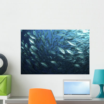 Circling School Jacks Trevally Wall Decal Design 1 shown on a wall