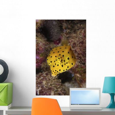 Yellow Boxfish North Sulawesi Wall Decal shown on a wall