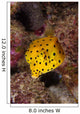 Yellow Boxfish North Sulawesi Wall Decal