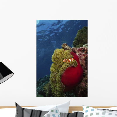 Clownfish inside Red and Wall Decal shown on a wall