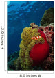 Clownfish inside Red and Wall Decal