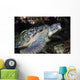 Green Sea Turtle with Wall Decal