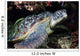 Green Sea Turtle with Wall Decal