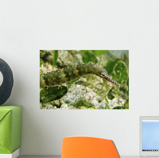 Green Scribbled Pipefish with Wall Decal
