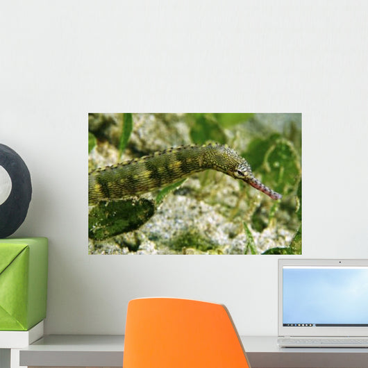Green Scribbled Pipefish with Wall Decal