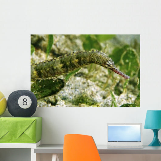 Green Scribbled Pipefish with Wall Decal