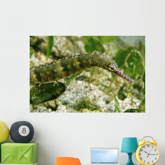 Green Scribbled Pipefish with Wall Decal