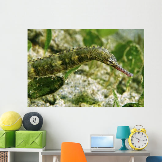 Green Scribbled Pipefish with Wall Decal