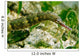 Green Scribbled Pipefish with Wall Decal