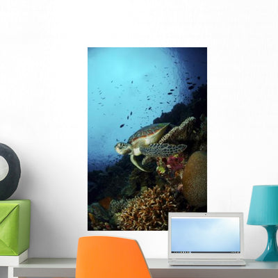 Green Sea Turtle Resting Wall Decal shown on a wall
