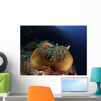 Anemonefish Brown Anemone with Wall Decal Design 2 shown on a wall