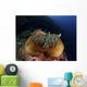 Anemonefish Brown Anemone with Wall Decal Design 2