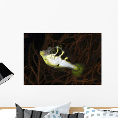 Mimic Filefish North Sulawesi Wall Decal shown on a wall