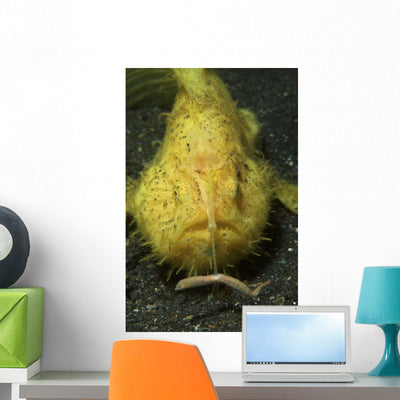 Yellow Frogfish Hunting North Wall Decal shown on a wall