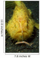 Yellow Frogfish Hunting North Wall Decal
