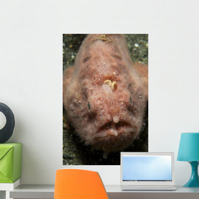 Pink Frogfish with Open Wall Decal shown on a wall