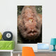 Pink Frogfish with Open Wall Decal