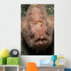 Pink Frogfish with Open Wall Decal