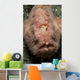 Pink Frogfish with Open Wall Decal