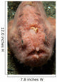 Pink Frogfish with Open Wall Decal