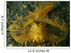 Green Ambon Scorpionfish North Wall Decal Design 2