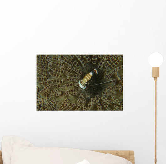 Commensal Shrimp Brown Anemone Wall Decal