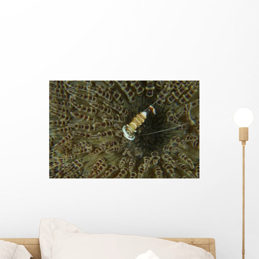 Commensal Shrimp Brown Anemone Wall Decal