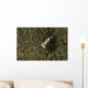 Commensal Shrimp Brown Anemone Wall Decal