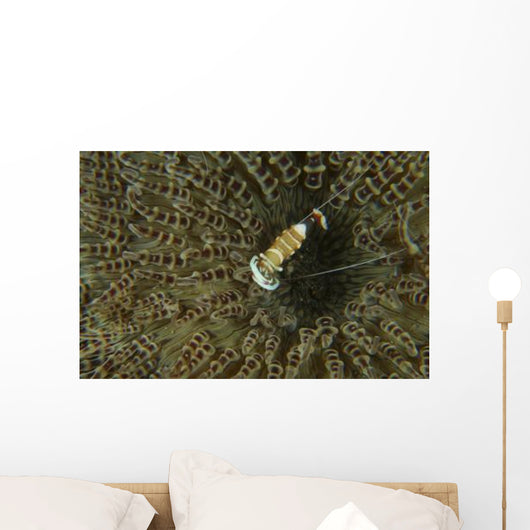 Commensal Shrimp Brown Anemone Wall Decal