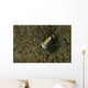 Commensal Shrimp Brown Anemone Wall Decal