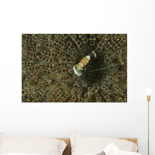 Commensal Shrimp Brown Anemone Wall Decal