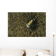 Commensal Shrimp Brown Anemone Wall Decal