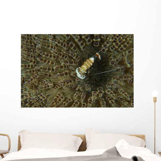 Commensal Shrimp Brown Anemone Wall Decal