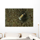 Commensal Shrimp Brown Anemone Wall Decal