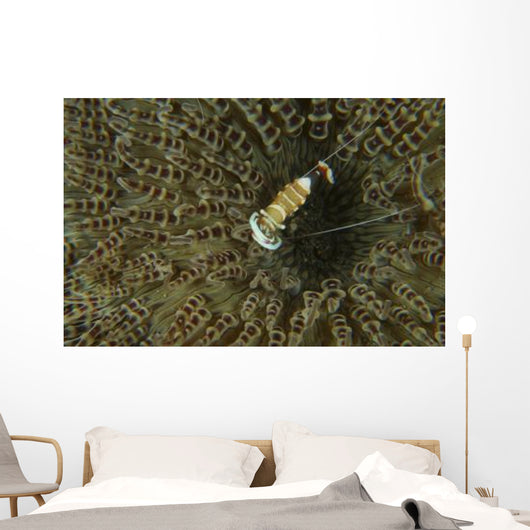 Commensal Shrimp Brown Anemone Wall Decal