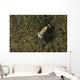 Commensal Shrimp Brown Anemone Wall Decal