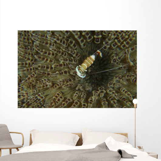 Commensal Shrimp Brown Anemone Wall Decal