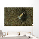 Commensal Shrimp Brown Anemone Wall Decal